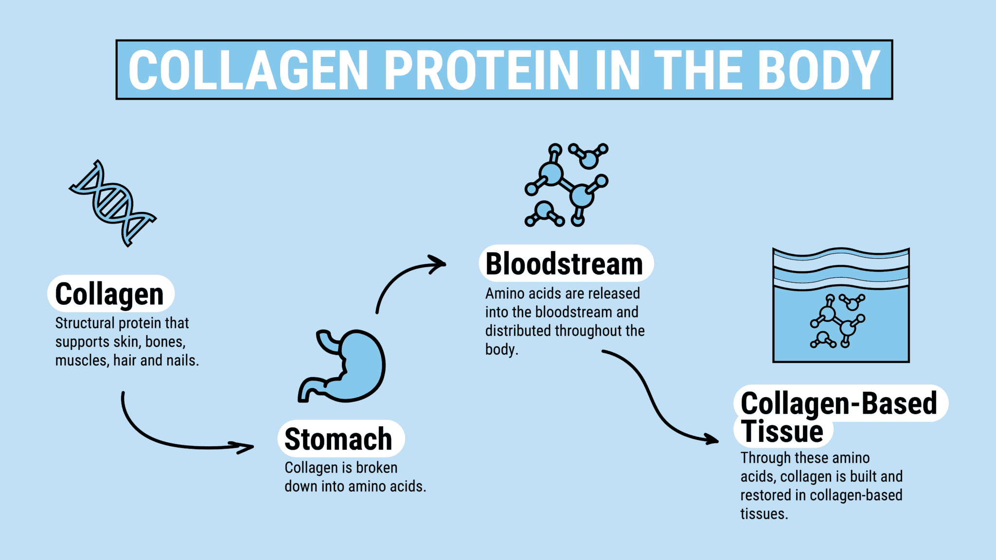 Collagen absorption